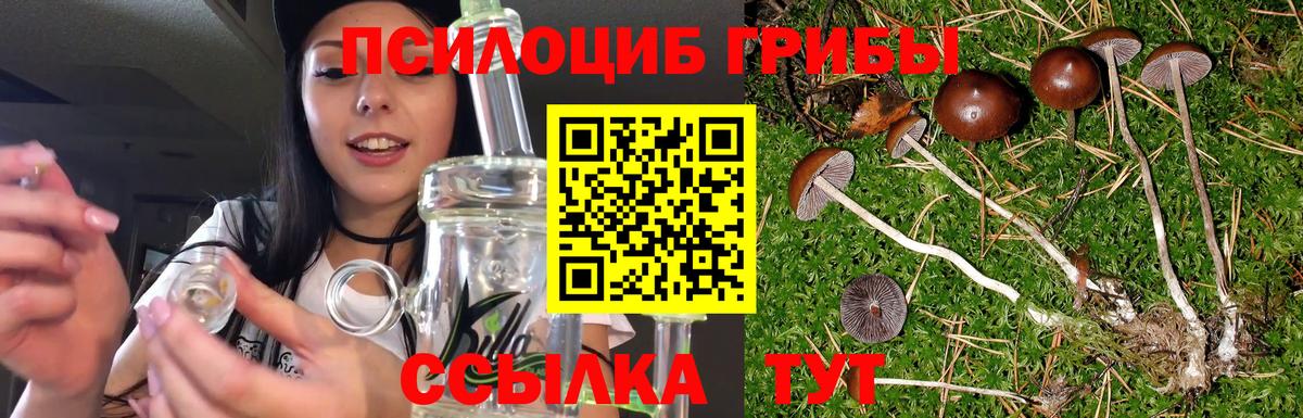 Анжеро-Судженск  Галлюциногенные грибы Psilocybe  Вход с VPN 
